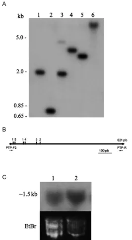 Fig. 2: Trypanosoma rangeli protein tyrosine phosphatase (TrPTP2) is  present as a single copy gene and is expressed as a ~1.5 kb transcript