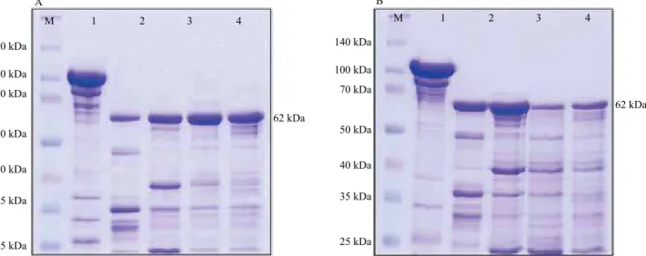 Figura 2. Análise de SDS-PAGE 12% das proteínas Vip3Aa42 (A) e Vip3Aa43 (B) ativadas. M, marcador de massa molecular  Spectra Multicolor Broad Range Protein Ladder (Thermo Scientific), em kDa; 1, proteína purificada; 2, proteína ativada com  tripsina pancr