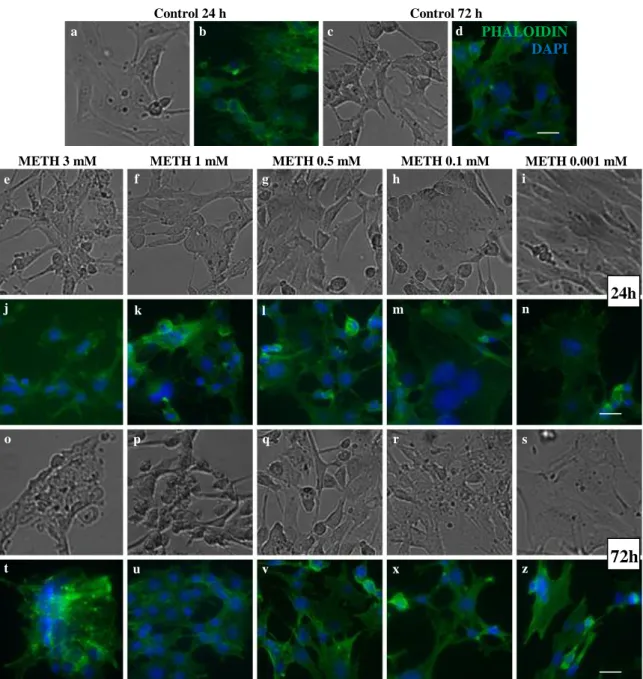 Figure 7. Morphology of C8-D1A cells after exposure to decreasing doses of METH at 24 h and 72 h