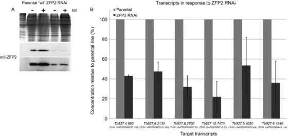 Fig. 7: TbZFP2 knockdown specifically reduces levels of putative targets. A: TbZFP2 protein levels in parental vs