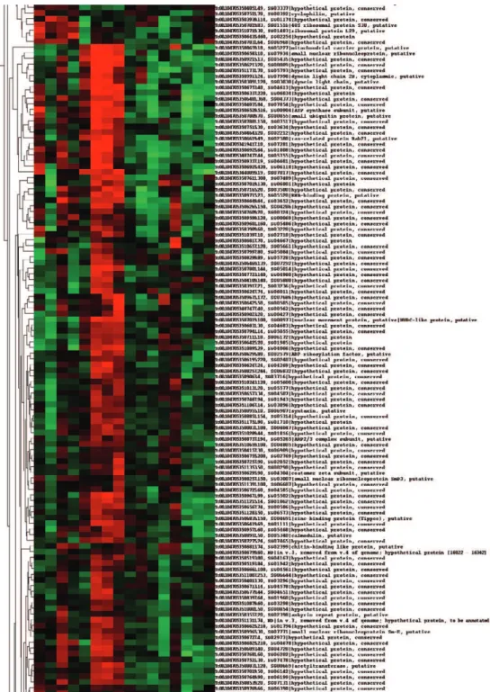 Fig. 9: TcZFP2-associated mRNAs are upregulated in metacyclic forms. Microarray analysis of the polysomal RNA fraction during differen- differen-tiation showed that the mRNAs bound by TcZFP2 were produced preferentially in metacyclic forms