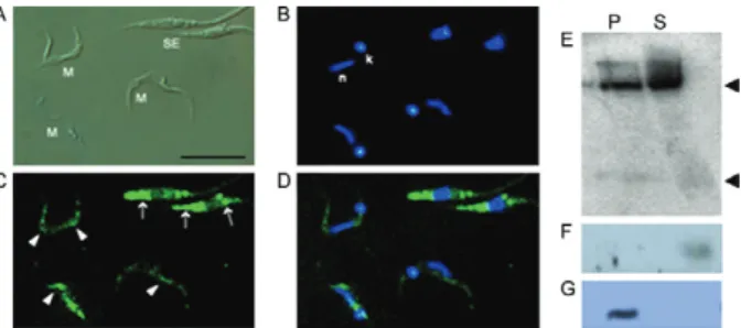 Fig.  1:  subcellular  localization  of  tRNA-derived  RNAs  in  meta- meta-cyclic  trypomastigote  forms