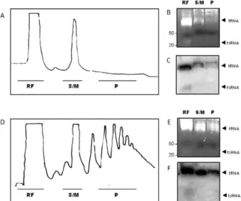 Fig.  2:  tRNA-derived  fragments  are  not  associated  with  polysomes. 