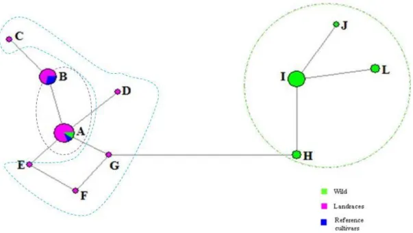 Figure 2.2 Haplotype median network representing all haplotypes (A, B, C, D, E, F, G, H, I, J and L) identified  in  hazelnut
