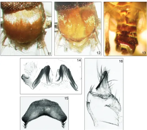 Figs 11-16: Simulium brunnescens sp. nov. (Diptera: Simuliidae) male; 11: scutum colour pattern, anterior illumination; 12: posterior illumina- illumina-tion; 13: colour pattern of abdomen; 14: paramere; 15: ventral plate; 16: gonocoxite and gonostyle