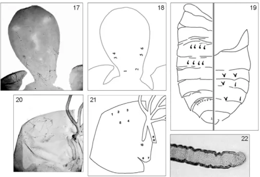 Figs  17-22:  Simulium  brunnescens sp.  nov.  (Diptera:  Simuliidae)  pupa;  17:  photograph  of  head  showing  pigmentation  pattern;  18:  schematic  drawing of head showing main trichomes position; 19: schematic drawing of abdomen showing main trichom