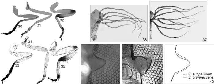 Figs 30-40: comparison between Simulium brunnescens sp. nov. and Simulium subpallidum (Diptera: Simuliidae); 30-32: colour pattern of S