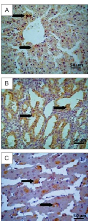 Fig. 4: representative photomicrographs of the immunohistochemical  analysis  of  organs  of  golden  hamsters  infected  with  Rocio  virus