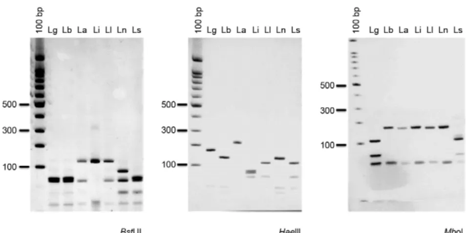 Fig. 3: 234 bp heat-shock protein 70 (hsp70C) polymerase chain reaction-restriction fragment length polymorphism profiles for reference strains  of different Leishmania species after digestion of products with BstUI, HaeIII and MboI