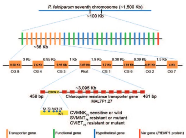 Fig.  1:  schematic  representation  of  the  three  genes, Pfnhe1, Pfmdr1  and  Pfcrt,  respectively,  associated  with  chloroquine  resistance  in  Plasmodium falciparum