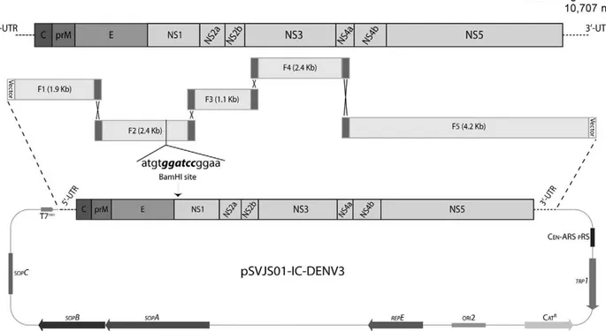 Fig. 1: schematic diagram for the construction of a full-length dengue virus type 3 (DENV-3) infectious clone with the yeast shuttle vector pSVJS01