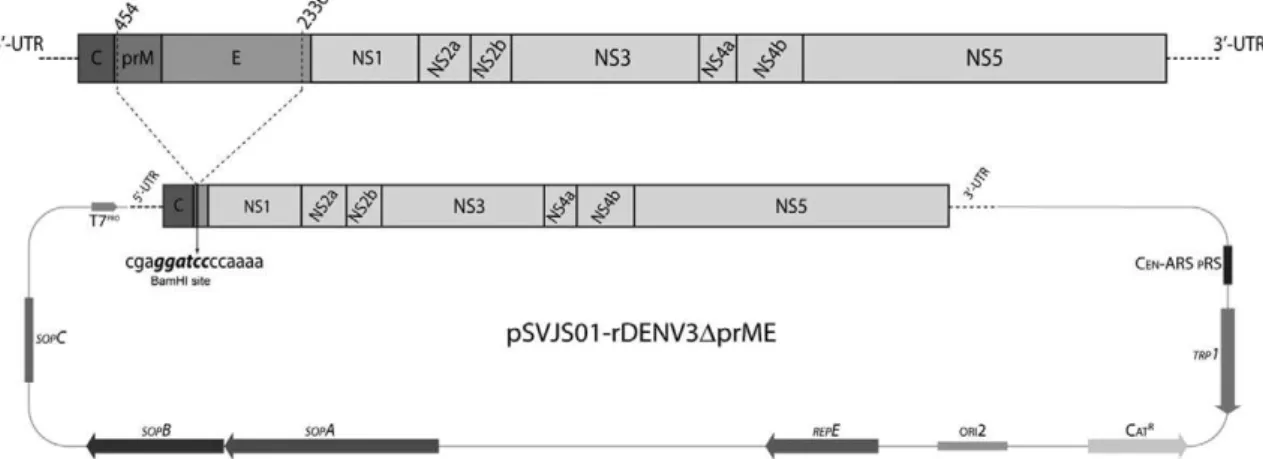 Fig. 2: schematic diagram for the construction of a dengue virus type 3 (DENV-3) replicon with the yeast shuttle vector pSVJS01