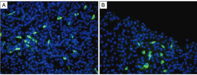 Fig. 3: transcript-derived IC-dengue virus type 3 (DENV-3) #3 pro- pro-tein expression in BHK-21 cells analysed by immunofluorescence  as-say