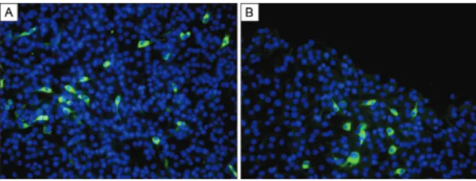 Fig. 3: transcript-derived IC-dengue virus type 3 (DENV-3) #3 pro- pro-tein expression in BHK-21 cells analysed by immunofluorescence  as-say