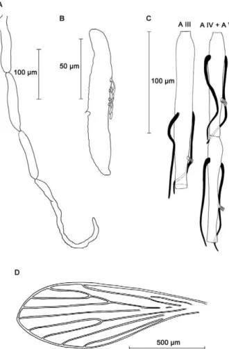Fig. 2: drawing of palp (A), third segment of palp showing five club- club-like Newstead spines (B), antennal segment III and IV + V with  as-coids (C) and wing (D) of Phlebotomus multihamatus sp