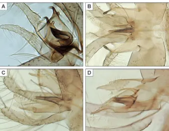 Fig. 5: parameres including organs and accessory sticks from penis of  Phlebotomus multihamatus sp