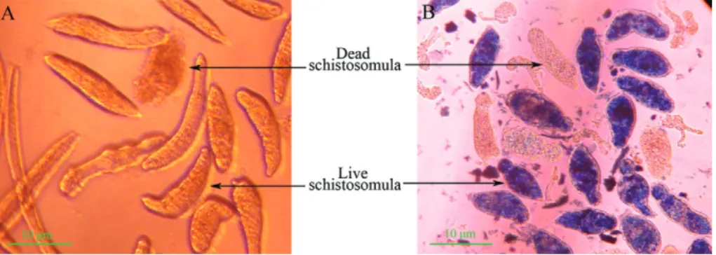 Fig. 1: micrographic images of schistosomula: dead schistosomula showed an increased opacity and obvious lesions in the tegumental outer  membrane