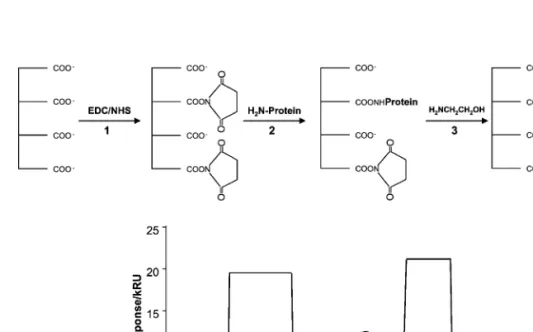 Fig. 2. Example of a covalent immobilization of antibody on a CM5 sensor chip. 1 The carboxyl groups are reacted with a NHS Ž 