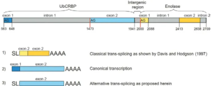 Fig.  5:  representative  scheme  of  an  alternative  spliced  leader  (SL)  trans-splicing, as was observed in the case of ubiquinol-cytochrome  C reductase complex ubiquinol binding protein (UbCRBP)