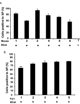 Fig. 1: proportion of ECwt-infected cells in small intestinal villi. A: 