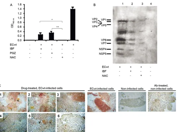 Fig. 3: effect of drug treatment on the accumulation of rotavirus structural proteins (SP) in villus cells