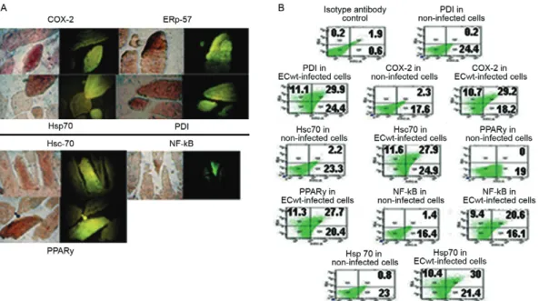 Fig. 5: increased expression of cyclooxygenase (COX)-2, ERp57, Hsc70, nuclear factor kappa B (NF- κB ), Hsp70, protein disulphide isomerase  (PDI) and peroxisome proliferator-activated receptor gamma (PPARγ) in villus cells infected by ECwt