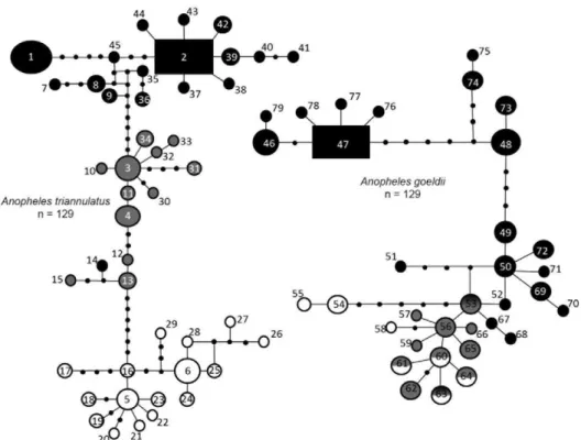 Fig. 3: statistical parsimony network of cytochrome oxidase I sequences at 95% support