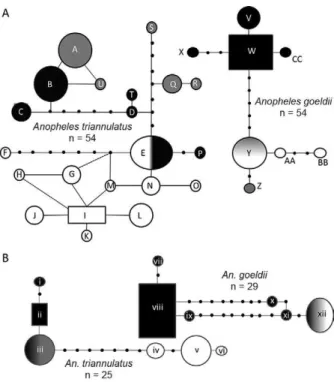 Fig.  4:  statistical  parsimony  network  of white  gene  (A)  and  internal  transcribed spacer 2 sequences (B) at 95%, except ITS2  An