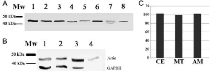Fig. 1: western blot using the Trypanosoma cruzi actin gene (TcActin)  antibody. A: different trypanosomatids were probed with detection of  a single band of about 42 kDa, except for Phytomonas serpens (Lane  7) where two close faint bands could be observe
