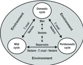 Fig.  3:  interchange  of  the  wild,  peridomestic  and  domestic  cycles  (Coura &amp; Dias 2009).