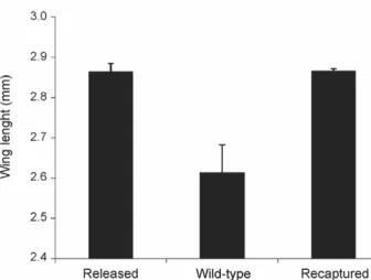 Fig. 2: size of the released, wild-type and recaptured males. The size  of the released males (n = 50), recaptured males (n = 190) and wild  type  males  (n  =  10)  was  assessed  by  measuring  their  wing  length  (mm)