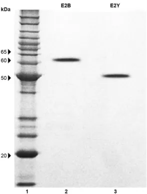 Fig.  3:  cytotoxicity  of  envelope  glycoprotein  2  (E2)  proteins  on  hu- hu-man umbilical vein endothelial cells