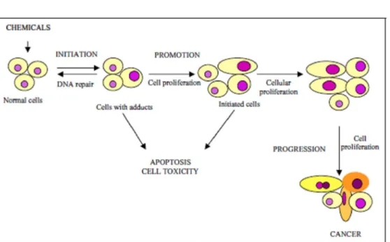 Fig. 2 – Chemical carcinogenesis stages and the occurrences involved in each one. 