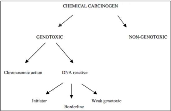 Fig. 4 – New proposal to classify chemical carcinogens. 