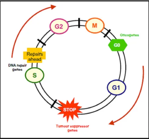 Fig.    6  –  Cell  cycle  and  its  control  by  molecular  targets  (oncogenes  and  tumour suppressor  genes)