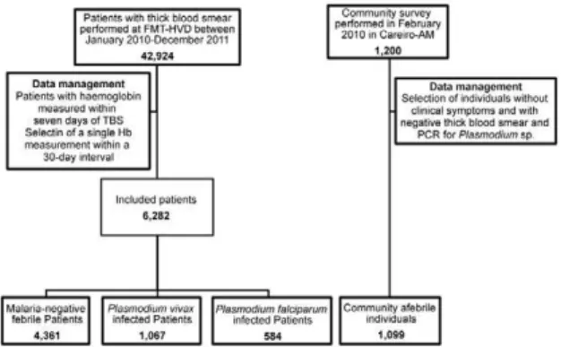 Fig. 1: flowchart of the inclusion of subjects for the study. AM: state  of  Amazonas;  FMT-HVD:  Heitor  Vieira  Dourado  Tropical  Medici- FMT-HVD:  Heitor  Vieira  Dourado  Tropical  Medici-Heitor  Vieira  Dourado  Tropical   Medici-ne  Foundation;  Hb: