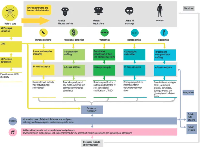 Fig. 2: Malaria Host-Pathogen Interaction Center (MaHPIC) workflow overview. Non-human primate (NHP) experiments carried out by the  Malaria Core produce samples (whole blood, plasma, bone marrow and cell extracts) to be analysed by various MaHPIC scientif