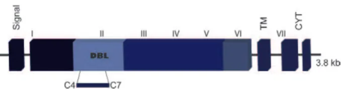 Fig.  1:  schematic  drawing  of  the Plasmodium  vivax  Duffy  binding  protein  gene  structure