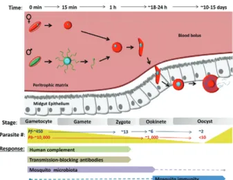 Fig. 1: Plasmodium bottlenecks in the mosquito host. Shortly after in- in-gesting an infectious blood meal, Plasmodium gametocytes are  acti-vated within the Anopheles midgut resulting in the emergence of male  and female gametes