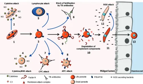 Fig.  2:  factors  that  influence  malaria  parasite  development  in  the  mosquito  midgut  lumen