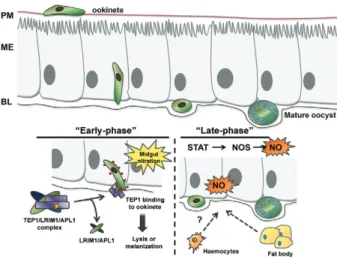 Fig. 3: mechanisms of “early-phase” and “late-phase” immunity. Para- Para-site development after traversal of the midgut epithelium is subjected  to two “phases” of the mosquito innate immune response