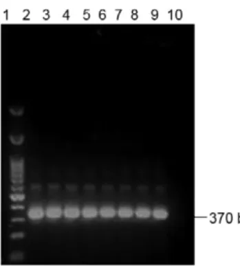 Fig.  3:  polymerase  chain  reaction  electrophoresis  to  evaluate  the  primer  sensitivity  using  serial  dilutions  of Leishmania  infantum  DNA
