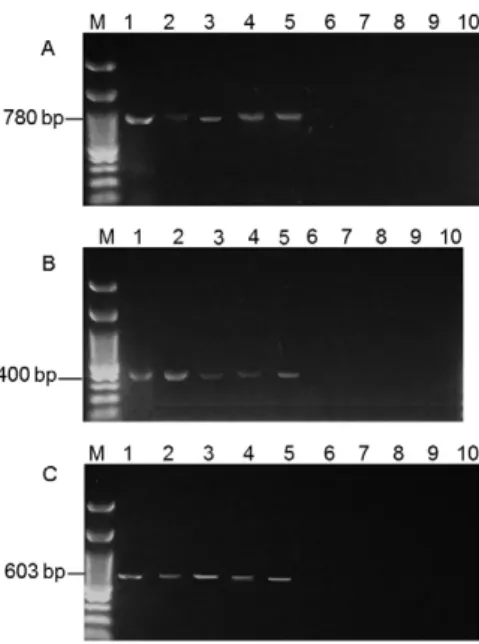 Fig. 5: detection of Leishmania (Leishmania) infantum in Lutzomyia  longipalpis with kinetoplast DNA (kDNA), mini-exon and small  sub-unit ribosomal RNA (SSU rRNA) targets