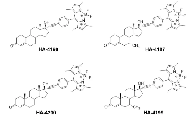 Figure  2.2  -  Structures  of  androgen-BODIPY  conjugates:  HA-4198  (17α-[4,4-difluoro-8-(4 / - -ethynylphenyl)-1,3,5,7-tetramethyl-4-bora-3a,4a-diaza-s-indacene]-19-nortestosterone);  HÁ-4187   -7α-methyl-19-nortestosterone); HÁ-4200 -testosterone); an