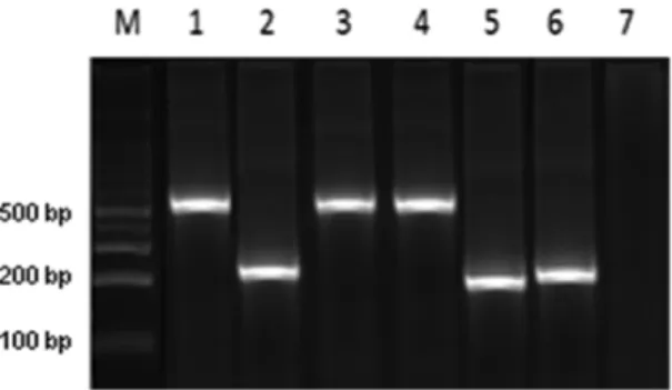 Fig. 1: TcI Dom  strains were identified by amplying a 231 bp fragment  and sylvatic TcI strains were identified by amplifying a 450-550 bp  fragment