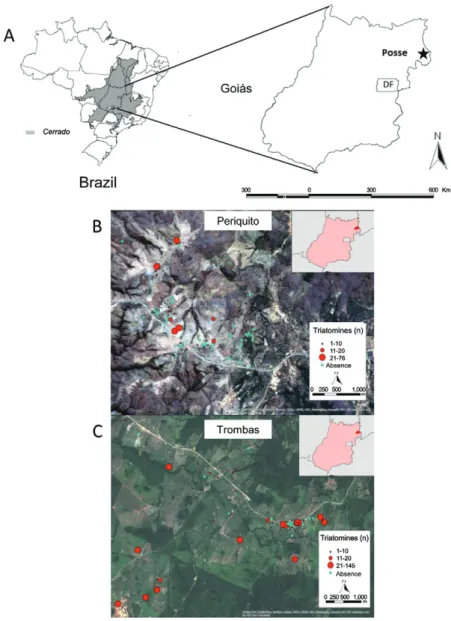Fig 1A: location of the municipality of Posse, state of Goiás, Brazil; B, C: Triatoma sordida distribution in the localities of Periquito and Trom- Trom-bas, respectively