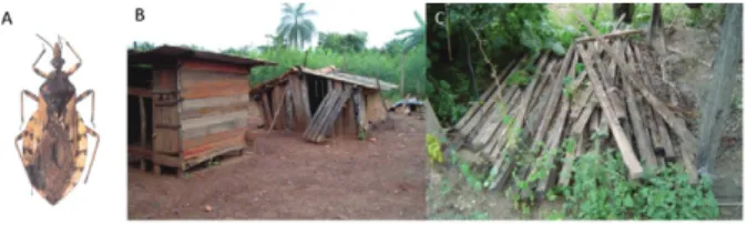 Fig  2:  peridomestic  ecotopes  for  Triatoma  sordida  (A).  Wooden  chicken coops (B) and wooden piles (C) presented in the peridomestic  area of localities in the municipality of Posse, state of Goiás, Brazil.