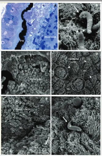 Fig. 1: histology (A) and scanning electron microscopy (SEM) (B-F)  of Anopheles aquasalis midguts after a  Plasmodium vivax infective  blood  meal