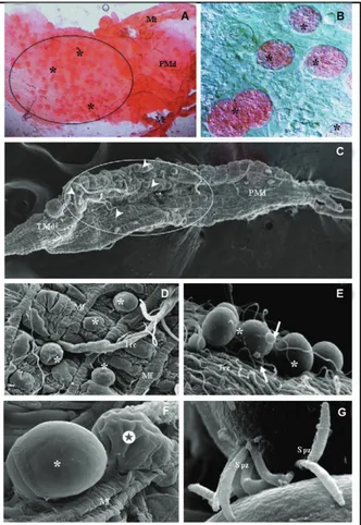 Fig.  2:  optical  microscopy  (OM)  and  scanning  electron  microscopy  (SEM)  of  Anopheles  aquasalis  midguts  infected  with  Plasmodium  vivax
