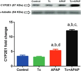 Fig. 5: quantification of CYP2E1 protein levels in liver tissue of Taenia  crassiceps-infected mice following acetaminophen (APAP) overdose